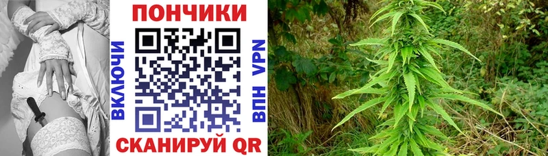 Канабис гибрид  Байкальск 